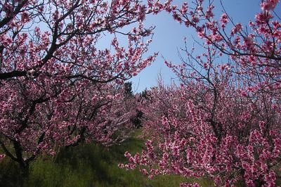 DSC 8219  scaled 400