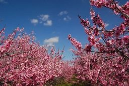 DSC 8220  scaled 256