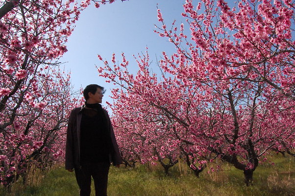 3. Peach orchard in bloom